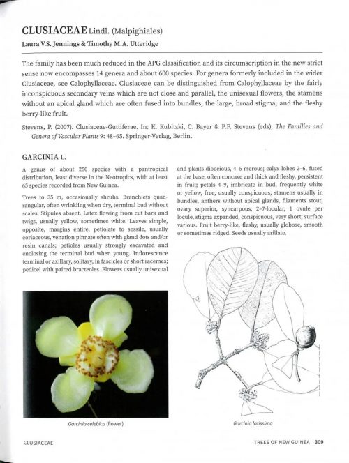 Trees of New Guinea - Image 4
