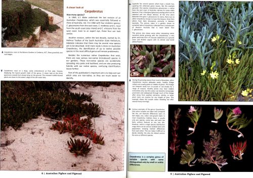 Australian Pigface and Pigweed:  Tasty Native Food Plants - a Long Tradition - Image 2