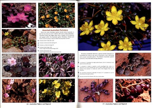 Australian Pigface and Pigweed:  Tasty Native Food Plants - a Long Tradition - Image 3