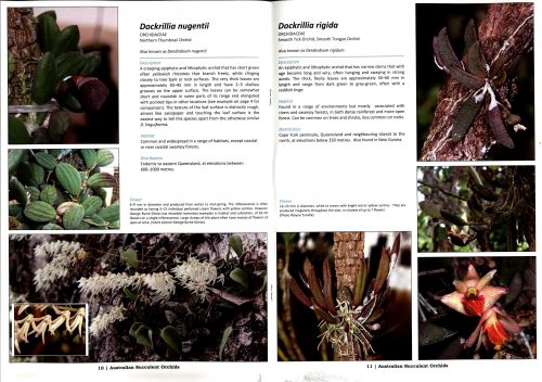 Australian Succulent Orchids - Image 2