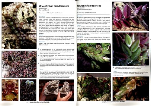 Australian Succulent Orchids - Image 3
