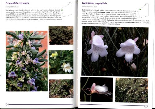 Growing Eremophila - Image 3