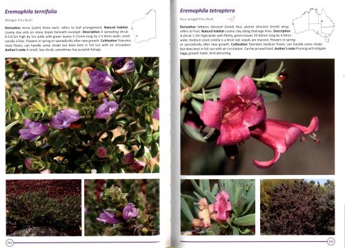 Growing Eremophila - Image 4