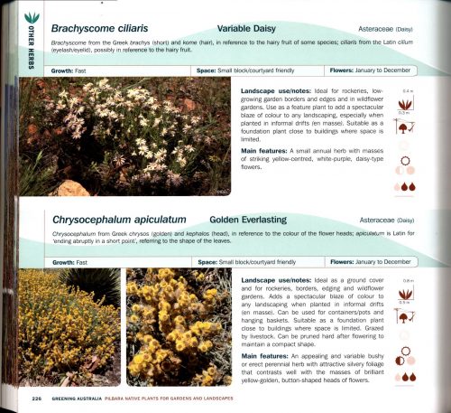 Pilbara Native Plants for Gardens and Landscapes - Image 4