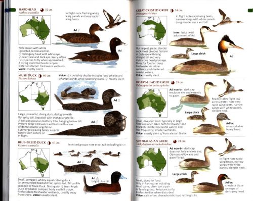 The Compact Australian Bird Guide - Image 2