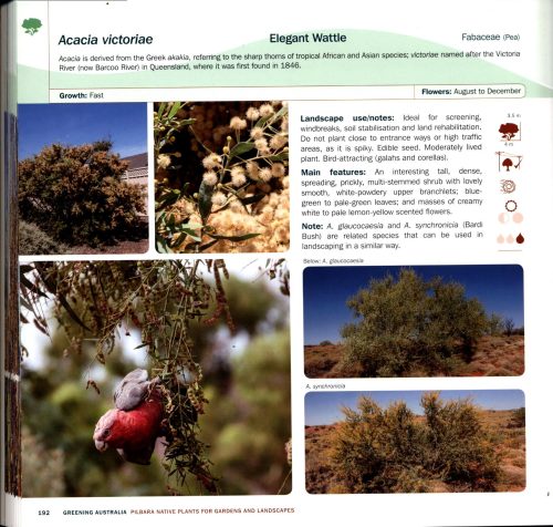 Pilbara Native Plants for Gardens and Landscapes - Image 6
