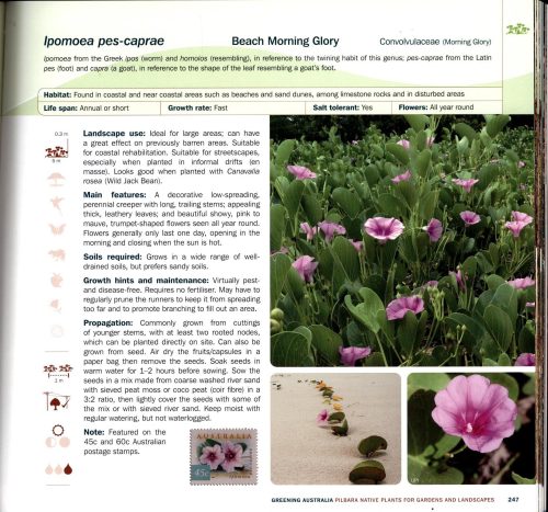 Pilbara Native Plants for Gardens and Landscapes - Image 7