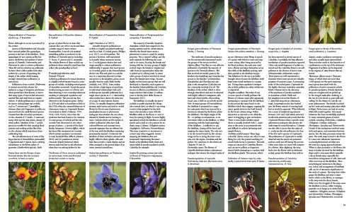 A Complete Guide to Native Orchids of Australia (Hardcover) - Image 3