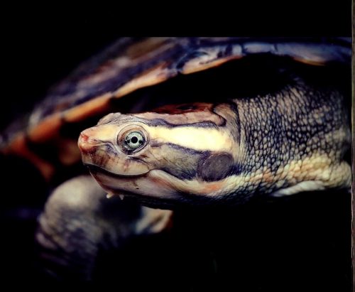 Reptiles and Amphibians of Australia, New Zealand and New Guinea:  A Photographic Celebration of Australasia's Remarkable Frogs, Crocodiles, Tuataras, Turtles, Lizards and Snakes - Image 6