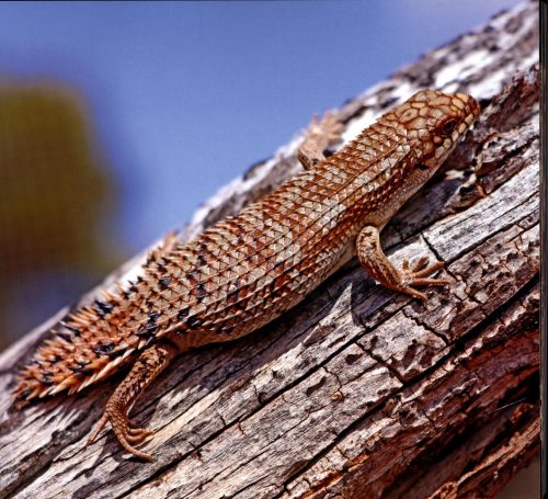 Reptiles and Amphibians of Australia, New Zealand and New Guinea:  A Photographic Celebration of Australasia's Remarkable Frogs, Crocodiles, Tuataras, Turtles, Lizards and Snakes - Image 4