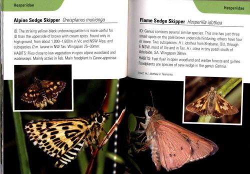 Reed Concise Guide:  Butterflies of Australia - Image 2