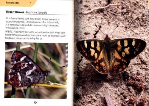 Reed Concise Guide:  Butterflies of Australia - Image 3