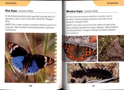 Reed Concise Guide:  Butterflies of Australia - Image 4