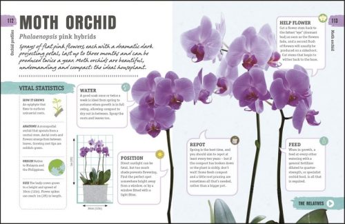 Happy Orchid: Help it Flower, Watch it Flourish - Image 4
