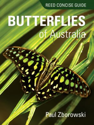 Reed Concise Guide:  Butterflies of Australia