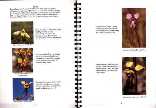 Our Locals:  Orchids of Mallacoota:  A Field Guide - Image 4