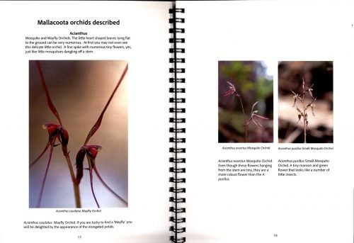 Our Locals:  Orchids of Mallacoota:  A Field Guide - Image 3