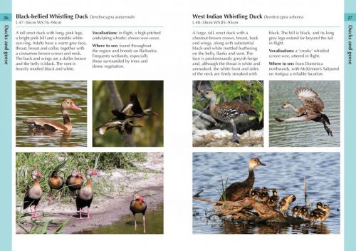 Birds of the Lesser Antilles:  A Photographic Guide (Helm Field Guide) - Image 2