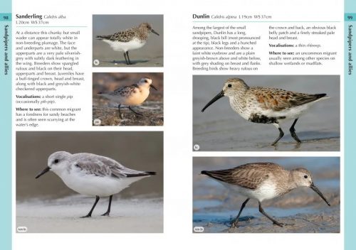 Birds of the Lesser Antilles:  A Photographic Guide (Helm Field Guide) - Image 3
