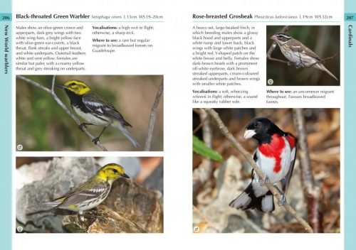 Birds of the Lesser Antilles:  A Photographic Guide (Helm Field Guide) - Image 4