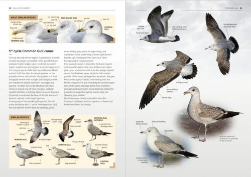 Gulls of Europe, North Africa, and the Middle East:  An Identification Guide - Image 5