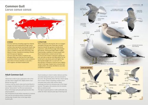 Gulls of Europe, North Africa, and the Middle East:  An Identification Guide - Image 4