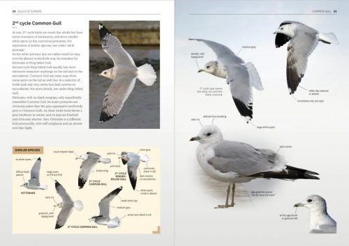 Gulls of Europe, North Africa, and the Middle East:  An Identification Guide - Image 3