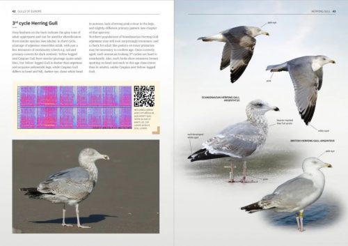 Gulls of Europe, North Africa, and the Middle East:  An Identification Guide - Image 2
