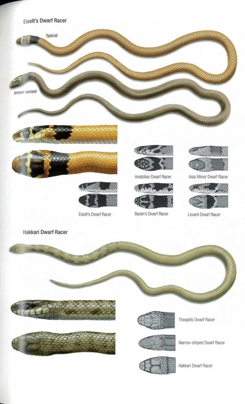Field Guide to Snakes of the Middle East - Image 4