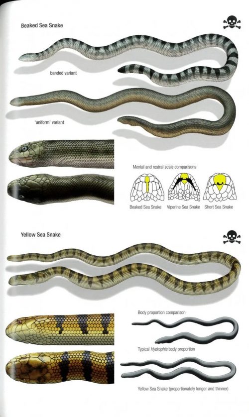 Field Guide to Snakes of the Middle East - Image 2