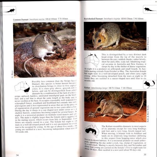 A Photographic Guide to Mammals of Australia - Image 2
