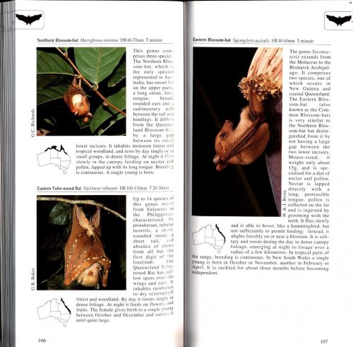 A Photographic Guide to Mammals of Australia - Image 3