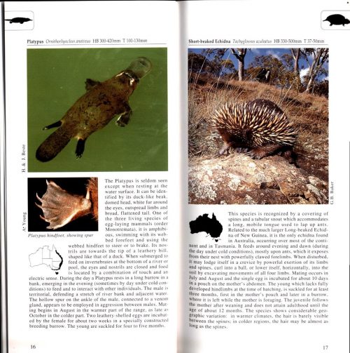 A Photographic Guide to Mammals of Australia - Image 4