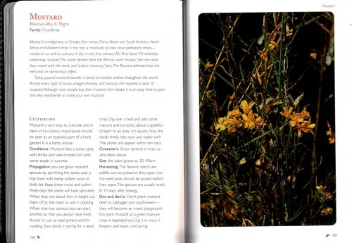 Starting Out With Herbs - Image 3