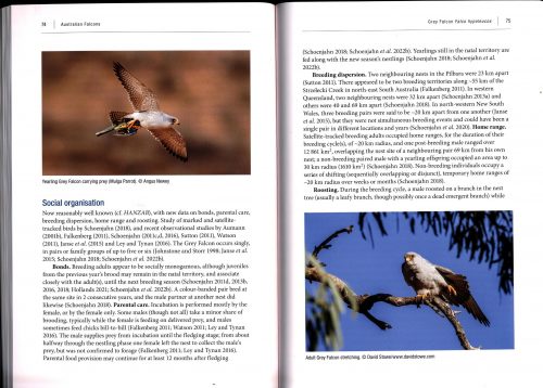 Australian Falcons: Ecology, Behaviour and Conservation - Image 2