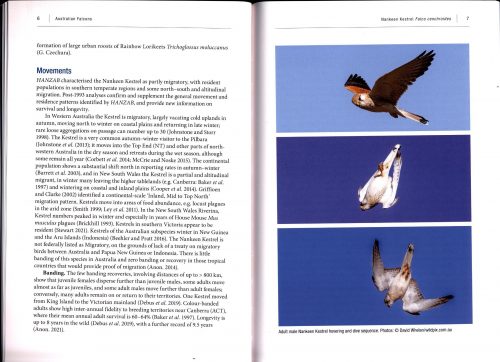 Australian Falcons: Ecology, Behaviour and Conservation - Image 4