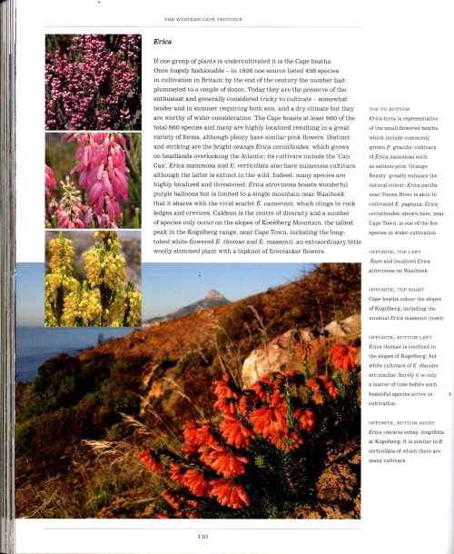 Wild Edens: The History and Habitat of Our Most-Loved Garden Plants - Image 3