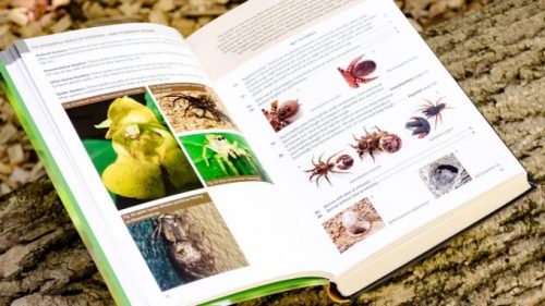 Spiders of North America - Image 4