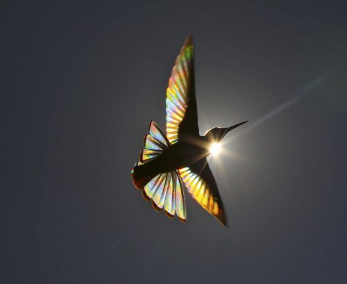 Birds:  Poetry in the Sky - Image 3