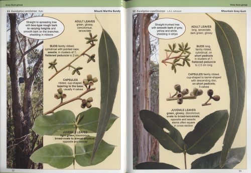 Eucalypts of the Strzelecki Ranges and Surrounding Areas - Image 3