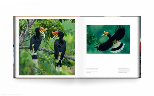 Bird Planet - Image 6