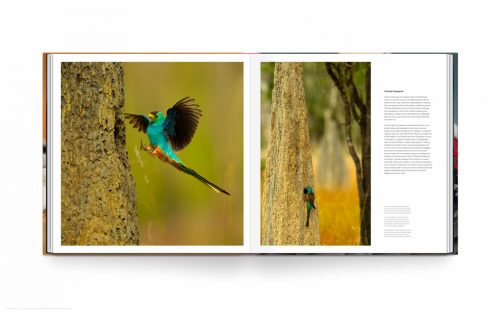 Bird Planet - Image 4