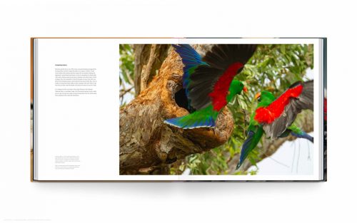 Bird Planet - Image 2