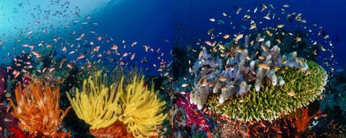 At the Heart of the Coral Triangle: Celebrating Biodiversity - Image 4