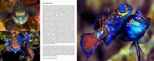 At the Heart of the Coral Triangle: Celebrating Biodiversity - Image 2