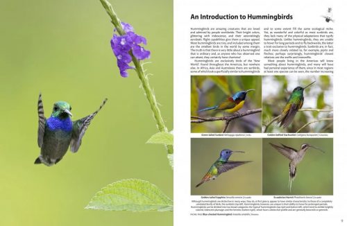 Hummingbirds:  A Celebration of Nature's Jewels - Image 6
