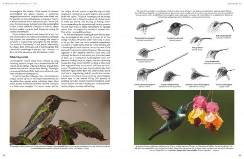 Hummingbirds:  A Celebration of Nature's Jewels - Image 5