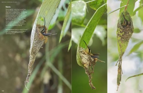 Hummingbirds:  A Celebration of Nature's Jewels - Image 4