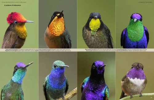 Hummingbirds:  A Celebration of Nature's Jewels - Image 3