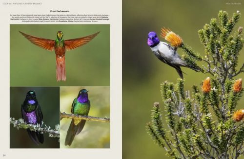 Hummingbirds:  A Celebration of Nature's Jewels - Image 2